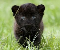 NatGeoAnimal's tweet photo. Pantera bebé http://t.co/C9Y2IAcdXf