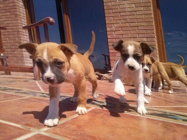 ProgatLleida's tweet photo. Ocho pequeños en adopción.  690383089 RT http://t.co/bJakfg0Es9