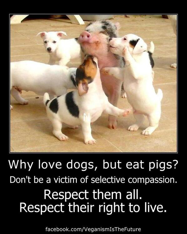 VeggieWHAT's tweet photo. Why love dogs, but eat pigs? Don't be a victim of selective compassion. Respect them all. Respect their right to live http://t.co/yU2y7iEEbb