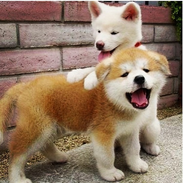 insta_dog's tweet photo. http://t.co/6ayTUvHbWT