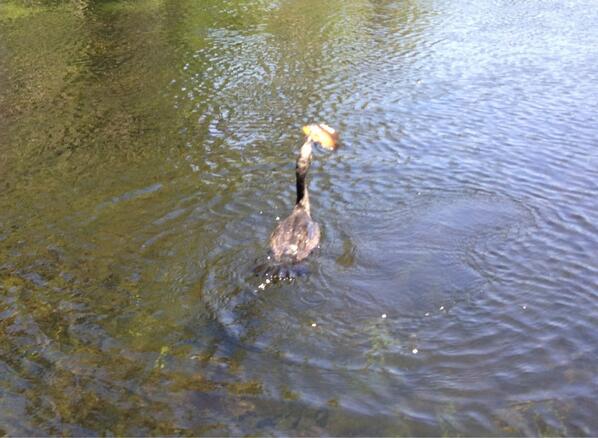 dootdoot's tweet photo. Cormorant swimming alongside our boat at wallkalla springs, gets a fish! http://t.co/wHJxhBoV6x