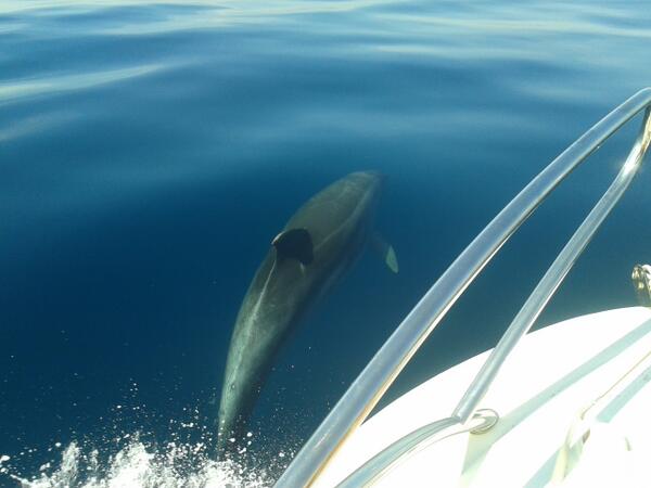 Hasta con delfineees... vaya mañanita <a href="/MercedesBoza/">Mercedes Boza</a>