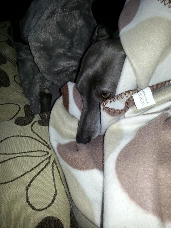 SwarveMarv's tweet image. Today is another thriller... I&apos;m very busy ;-)    #whereswhippet