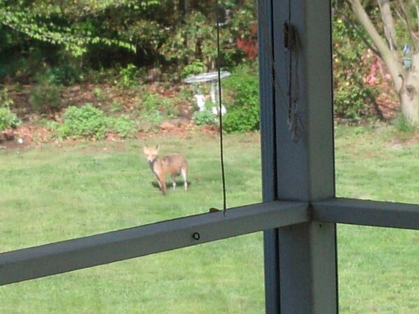 mx5d's tweet image. Fox in backyard