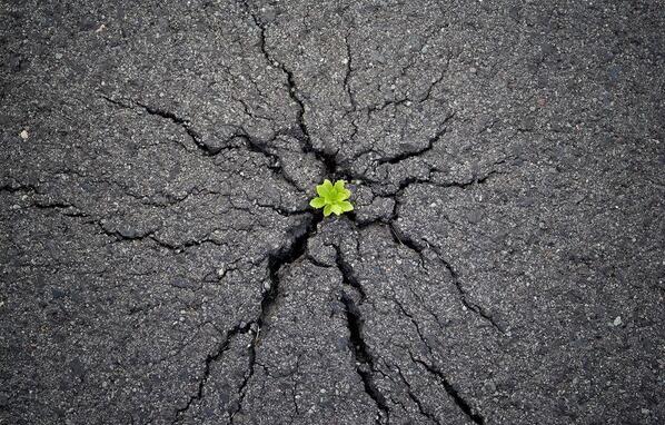 HeelingZone's tweet photo. 생명의 힘..대단하네요.RT @mimi_cmoi: la force de la nature ^_^ http://t.co/YTIYX0ioY5