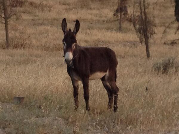 TraceDEdwards's tweet photo. True story: on a run in Lahav Forrest, found wild donkey who wanted to play. Now natives call me, "Dances with Ass" http://t.co/aoyOhoW3ny