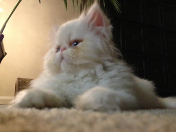 sirfluffywins's tweet photo. Good morning, I'm awake - you can start your day now #sirfluffy http://t.co/g6zPl5CWYZ