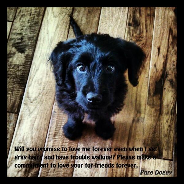 Pure Doggy 🐕 (@PureDoggy) / Posts / X