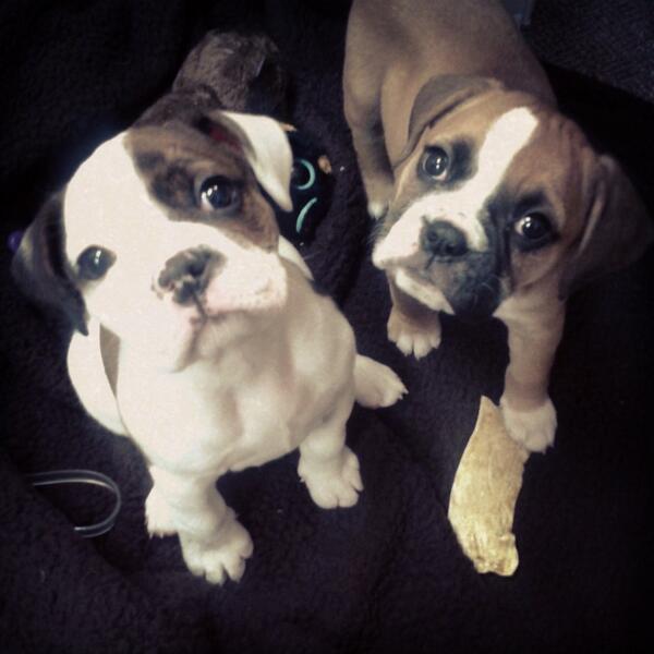knowtheledge88's tweet photo. 🐶💏🐶 http://t.co/RL08P8AMac