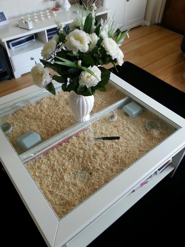 Knorrit's tweet photo. Een hamstertafel http://t.co/UKzy9wxcIR
