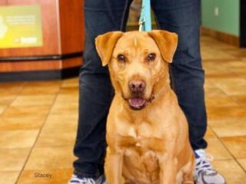 Bauer needs a Home! #DoggyRescue