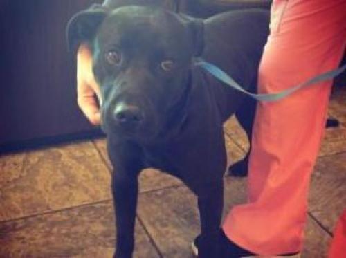 Luna needs a Home! #DoggyRescue