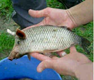 Miren fue cogido en la playa d las tablas