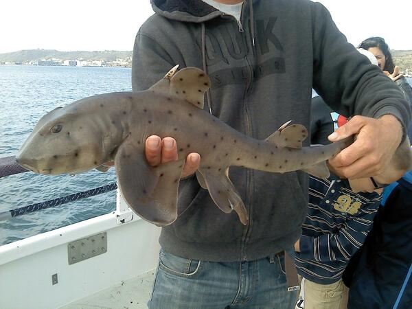 SDFloatingLab's tweet photo. Caught this Horn shark on today's floating lab trip. http://t.co/v7Itwl7Fvc