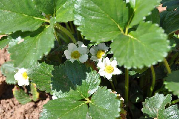 FrutasMartinez's tweet photo. Que ricas están las fresas, aqui os mostramos su planta. ¿La conocíais? http://t.co/jCu1Jfrf2n