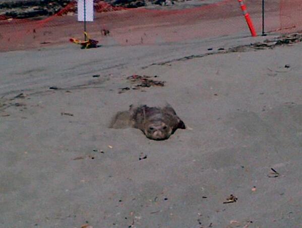 Westvanview's tweet image. New #WestVancouver resident. Elephant Seal lounging on Ambleside Beach. westvancouver.ca/Level3.aspx?id… #WestVan
