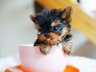 archnareddy's tweet photo. @lucymandrews "puppy....... in a cup" http://t.co/Am6YdUKdSw
