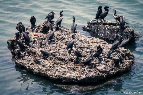 CanonPTY's tweet image. Buen #Shot RT "@juanescudero81: Náufragos quién irá a rescatarlos? CanonPTY #canon #eossystem #rebelt3 #vidasalvaje"