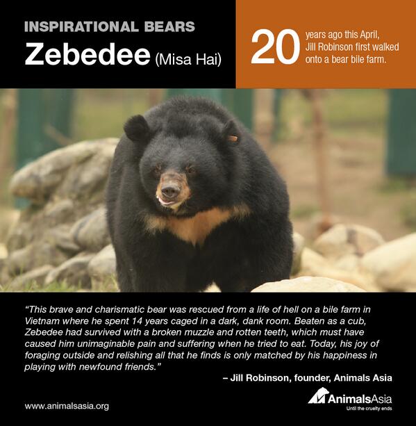 AnimalsAsia's tweet photo. The bears that have inspired @moonbearJill's 20 year campaign (http://t.co/DYp6ziDWPv) #2: Zebedee http://t.co/vHC7dj8fEf