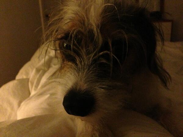 tmr___'s tweet image. Walden has obviously been stressed that I was out all night because THIS FACE @amy_wood