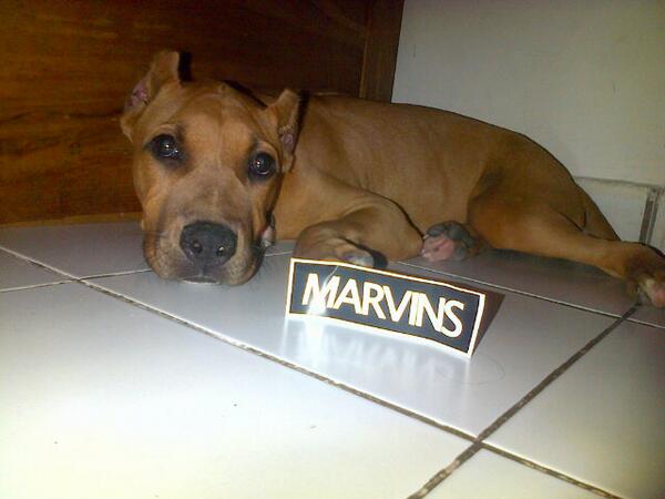 fake clothing bali tweet media