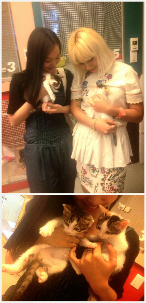 StyleShare_twt's tweet image. 스타일쉐어의 새식구 단과 추,단추를 소개합니다. ^-^ 유기묘였던 단추를 스쉐식구들 품에 안겨주신 요니쌤( @steveyoni )과 효리언니( @frog799 )께 감사드려요♥단추소식 궁금하신스쉐분들트윗주세요!