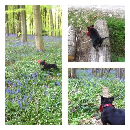 muddypawzuk's tweet photo. Adventure dog http://t.co/MA0y1sVvsC