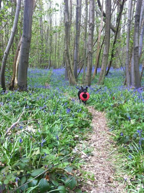 muddypawzuk's tweet photo. Roxy loving the bluebells http://t.co/BGbvYM2K9U