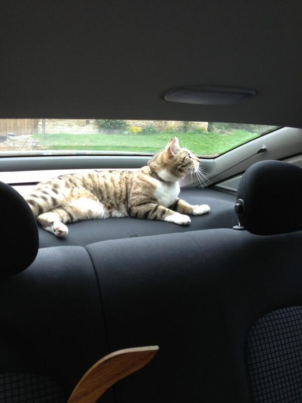 MarilynBenz's tweet image. #CatProblem