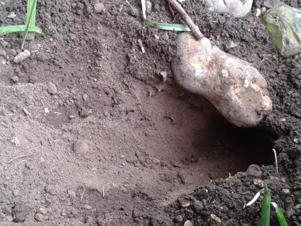 sandraescapes's tweet image. This is the 4th time in 24 hrs this pesky rabbit has dug the same hole in our border next to the house. #mrsangry