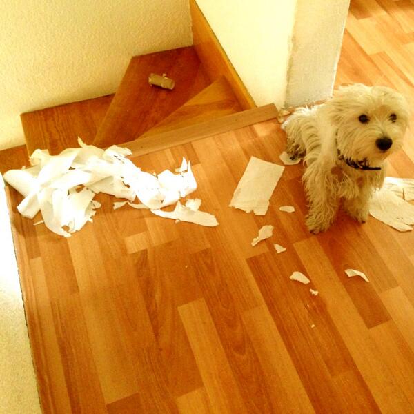 Perromac's tweet photo. Feliz día de las madres @dannygrrrr te hice un regalo 🐶 http://t.co/aiZEg7trwC
