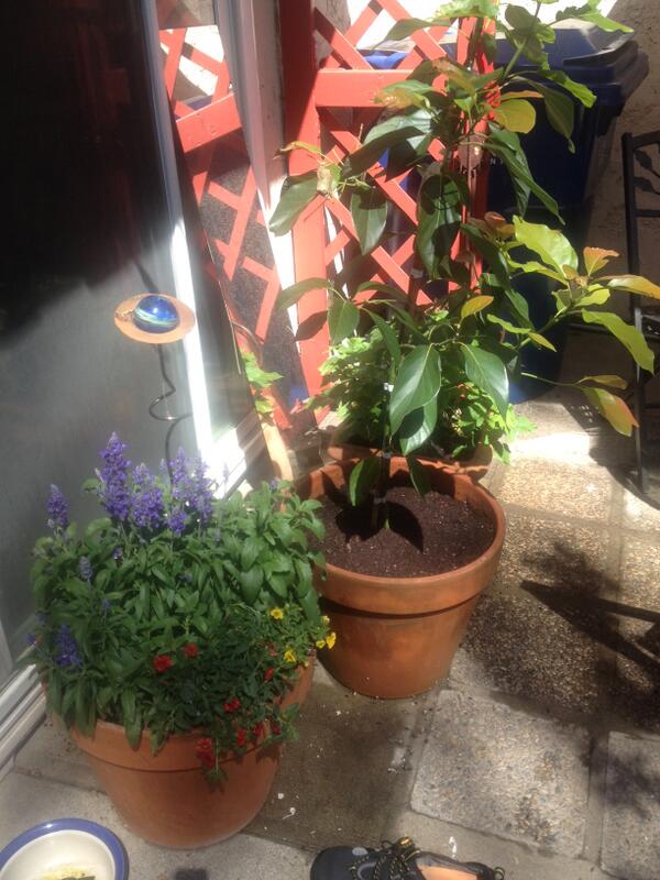 I planted this Avocado Tree in a pot on my patio.  It is a dwarf Avocado Tree called "Little Cado"