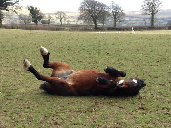 Gracie Williams tweet media