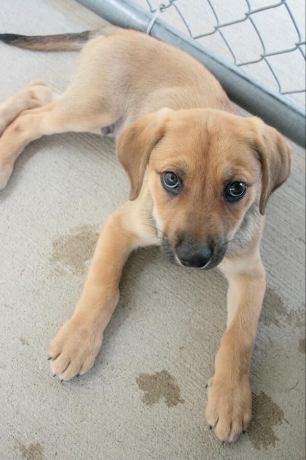 CascadesHumaneS's tweet photo. Gordon is an 8 week old Hound mix.Gordon has a Vascular Ring Anomaly.  He needs surgery. help http://t.co/exfUmULNaj http://t.co/HP3CNhiTmF