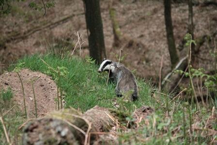 De #das op de #Veluwe #Natuurmonumenten