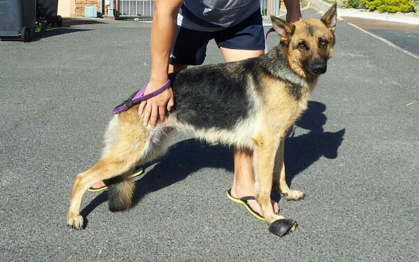 My german shepherd, she is growing fast but doesnt get fat. Wish i can give my fat to her so she get big