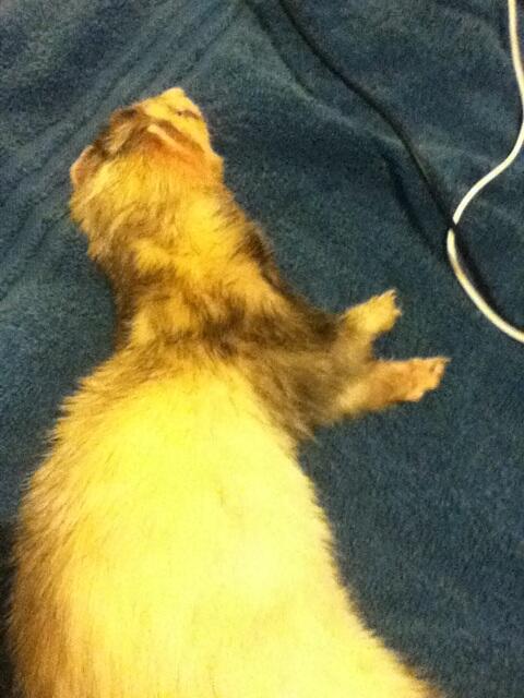 CatValeDN's tweet photo. @DisneyNick_ o: My bby boy. He's in a better place with his brother http://t.co/bmG8HfSByP
