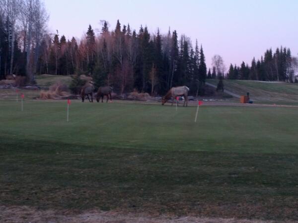 ChErRiS's tweet photo. This is why they call it elk ridge. #lovethislife http://t.co/a0VzlWp3Sv