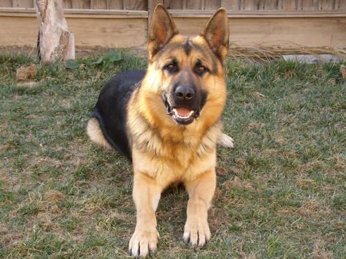 Chelsea Balli’s pics and videos