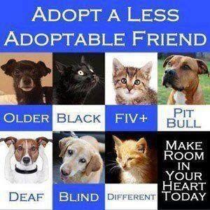 Adopt a less adoptable pet !!! #cats #dogs #adoptalessadoptablepet