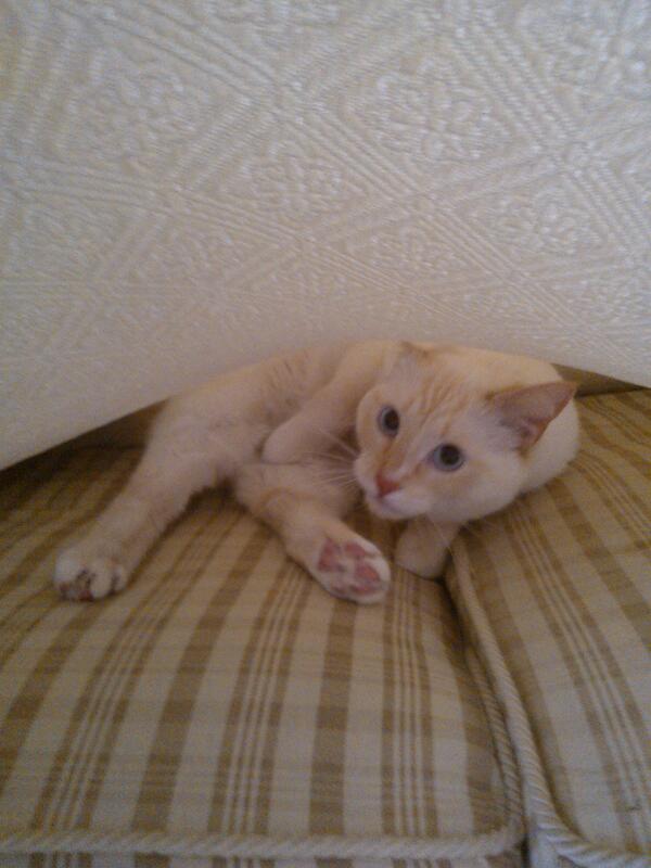 Cesar tweet media
