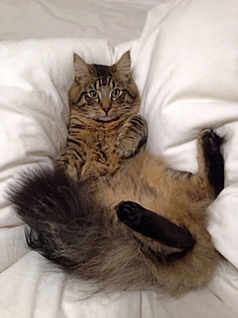 あれ？次元こんなだったっけ？笑 RT @azusa2828: 起きたら耳がよだれでべちゃべちゃだった&hellip;犯人はこの人 http://t.co/qR4nxCBakL<a class="tags" target="_blank" title="On Twitter" href="/?out=eyJ0eXAiOiJKV1QiLCJhbGciOiJIUzUxMiJ9.eyJpYXQiOjE3MjY5MTU3ODgsImlzcyI6InR3cG9ybnN0YXJzLmNvbSIsIm5iZiI6MTcyNjkxNTc4OCwiZXhwIjoxNzU4NDUxNzg4LCJyZWRpcmVjdF91cmwiOiJodHRwczovL3R3aXR0ZXIuY29tL2F6dXNhMjgyOCJ9.qoGV-D4ERqbb2wNEUHLsn3Ggk2CTTqgqROP5rAWSnwfyYD-_w8hpo9aaqcmTJTt2PlGHACUb4dYnENhdX6_2pg">@azusa2828</a><a href="/tag/feelon"class="tags"><span>#feelon</span></a>