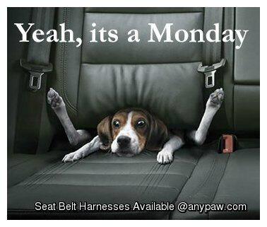 Short Dog n Sides tweet media