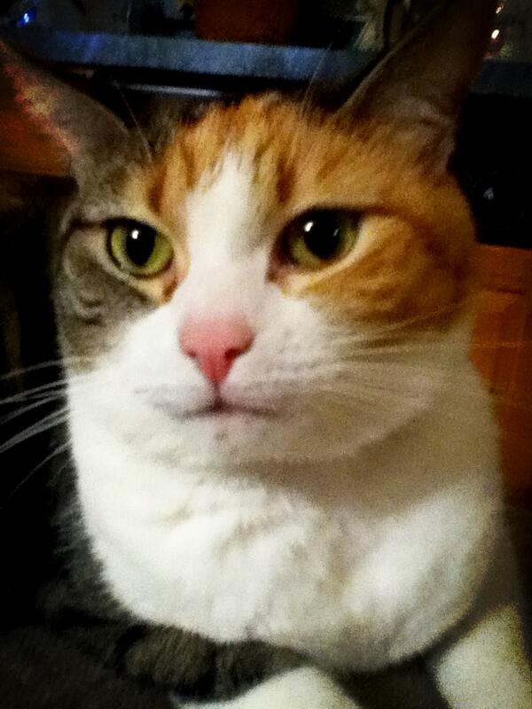 Calithekittycat's tweet image. Good morning Humans!!