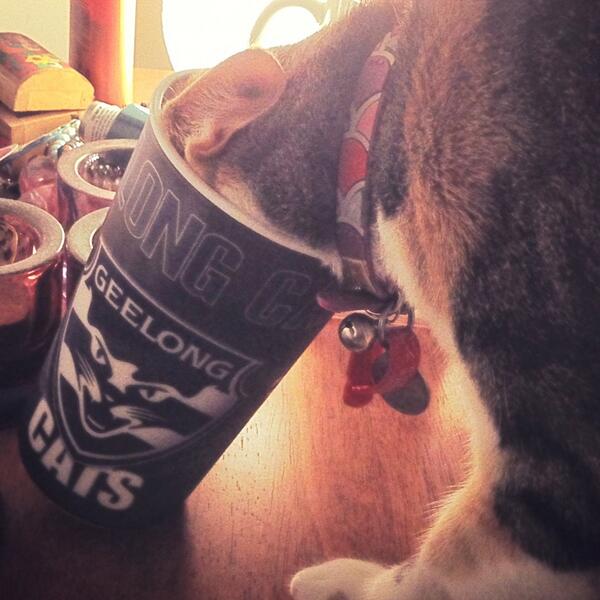 ursylala's tweet photo. @TripleMRushHour thirsty? #one4willis #catsfan #catincatscup #biggestfan http://t.co/39fWsedhbL