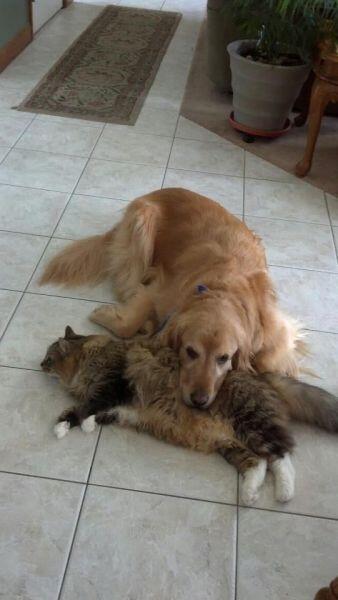 allfunnydogs's tweet photo. http://t.co/h4LM1RZFs6