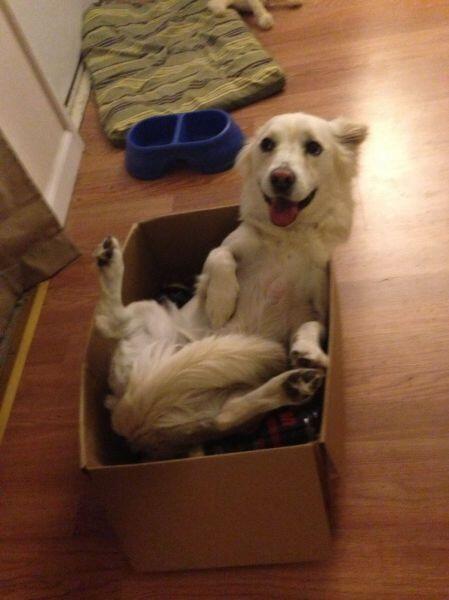 allfunnydogs's tweet photo. Yeaaaaa http://t.co/6LUWOgVxEl