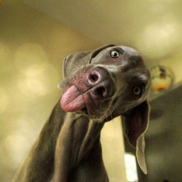 allfunnydogs's tweet photo. Give me a big kissss http://t.co/CBntoSTgww