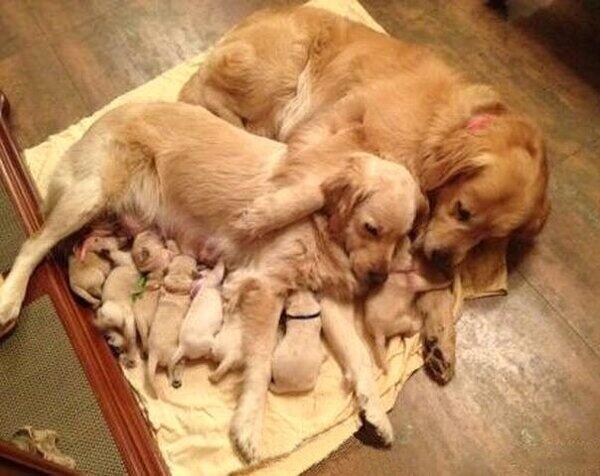 allfunnydogs's tweet photo. Big Cute Family http://t.co/cQV5IjhTyM