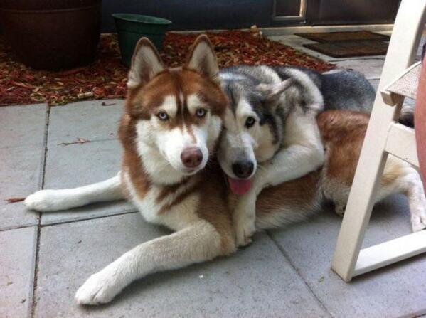 allfunnydogs's tweet photo. Hug it out http://t.co/azrGAP6wTR